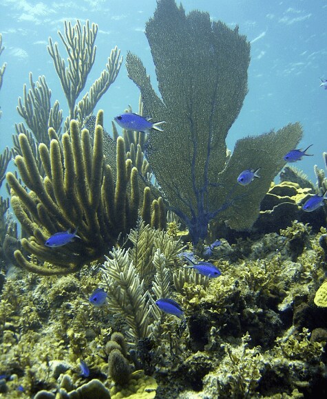Coral Reef